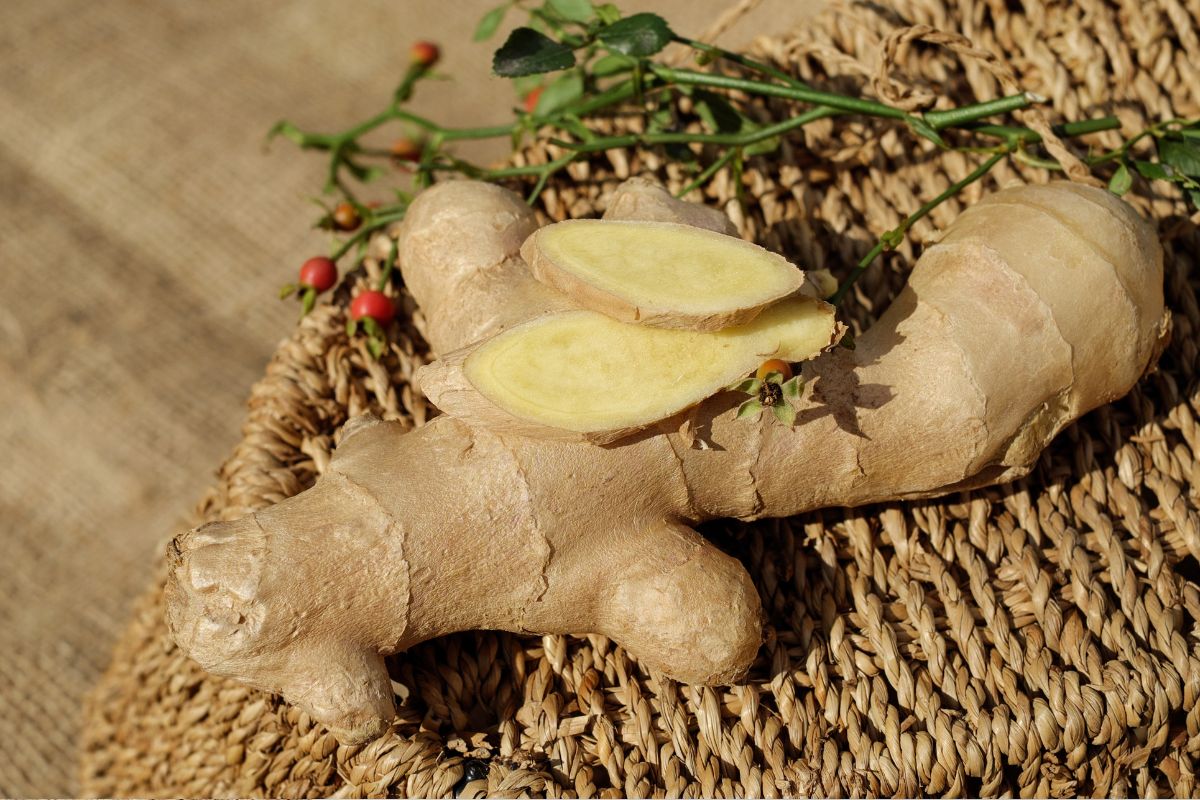 Saiba como cultivar gengibre de forma orgânica e tenha o melhor ingrediente para sua saúde 2 gengibre