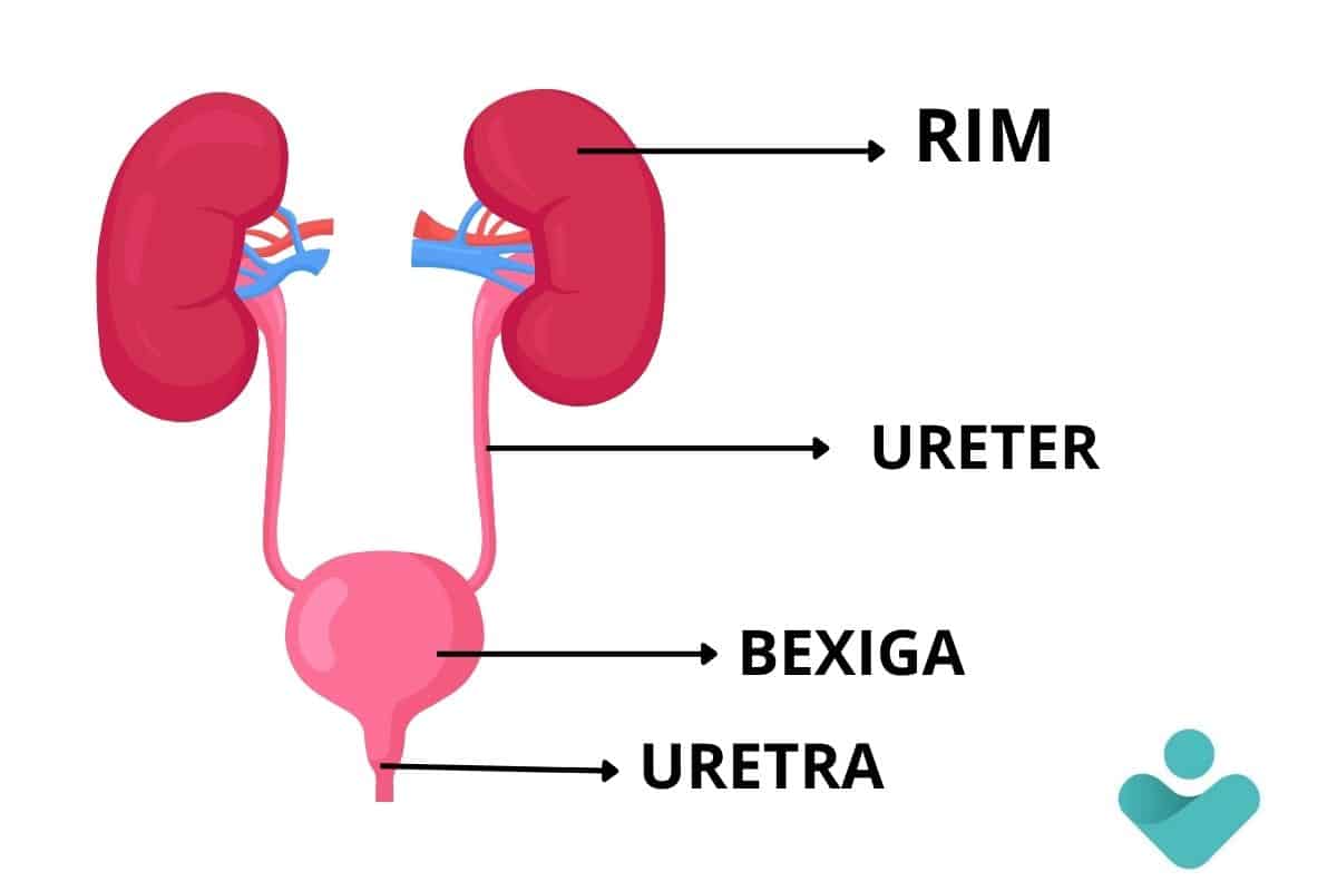 O que causa infecção urinária de repetição? Veja como evitar e tratar corretamente 2 infecção urinária de repetição