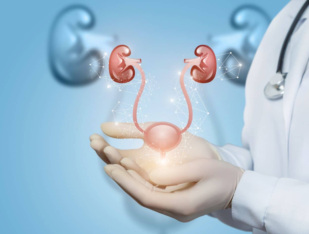 O que causa infecção urinária de repetição? Veja como evitar e tratar corretamente 1 Sistema Geniturinário