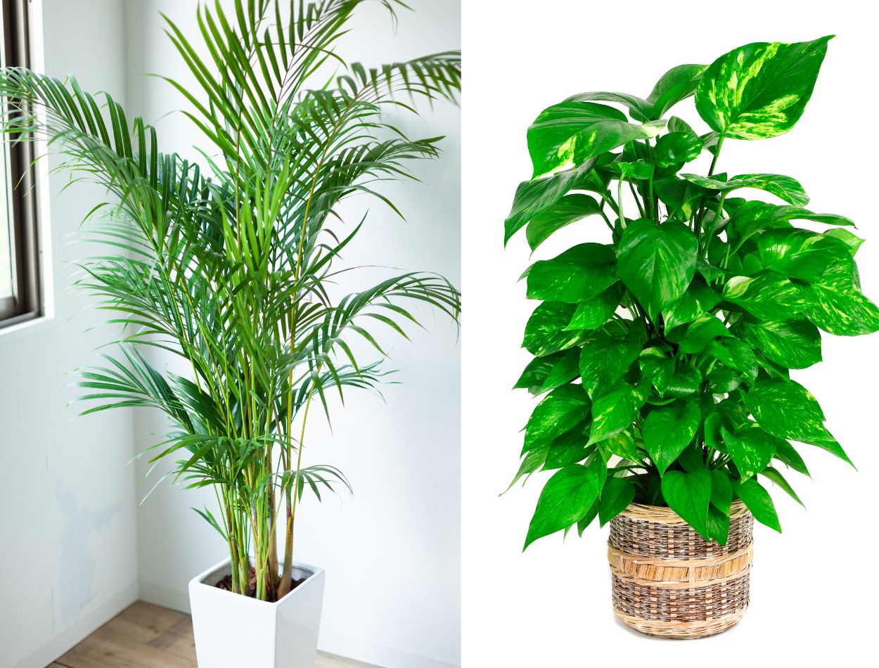 Como purificar o ambiente da casa com plantas? Veja 5 espécies lindas e fáceis de cuidar 2 Palmeira rafis e planta jiboia