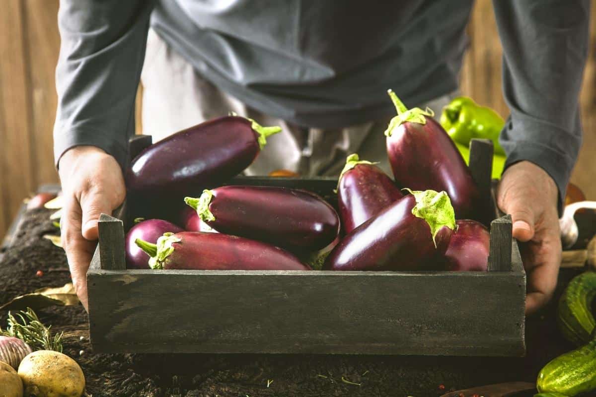 Berinjela é low carb? Conheça melhor esse vegetal e aproveite seus benefícios 1 Berinjela é low carb? Conheça melhor esse vegetal e aproveite seus benefícios