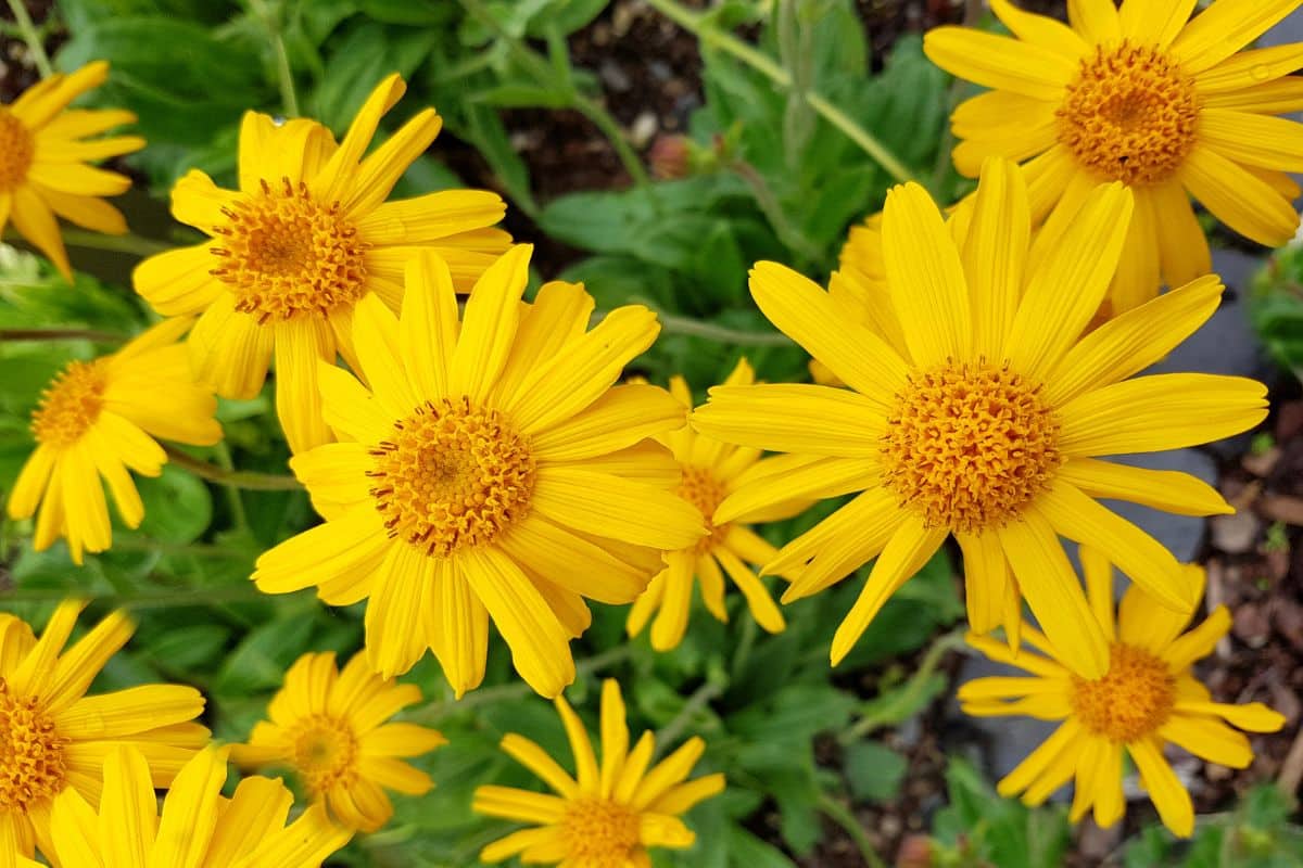 Aprenda como plantar arnica em casa, planta medicinal anti-inflamatória poderosa 1 plantar arnica