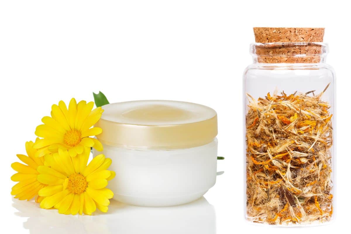 Aprenda como plantar arnica em casa, planta medicinal anti-inflamatória poderosa 2 creme de arnica