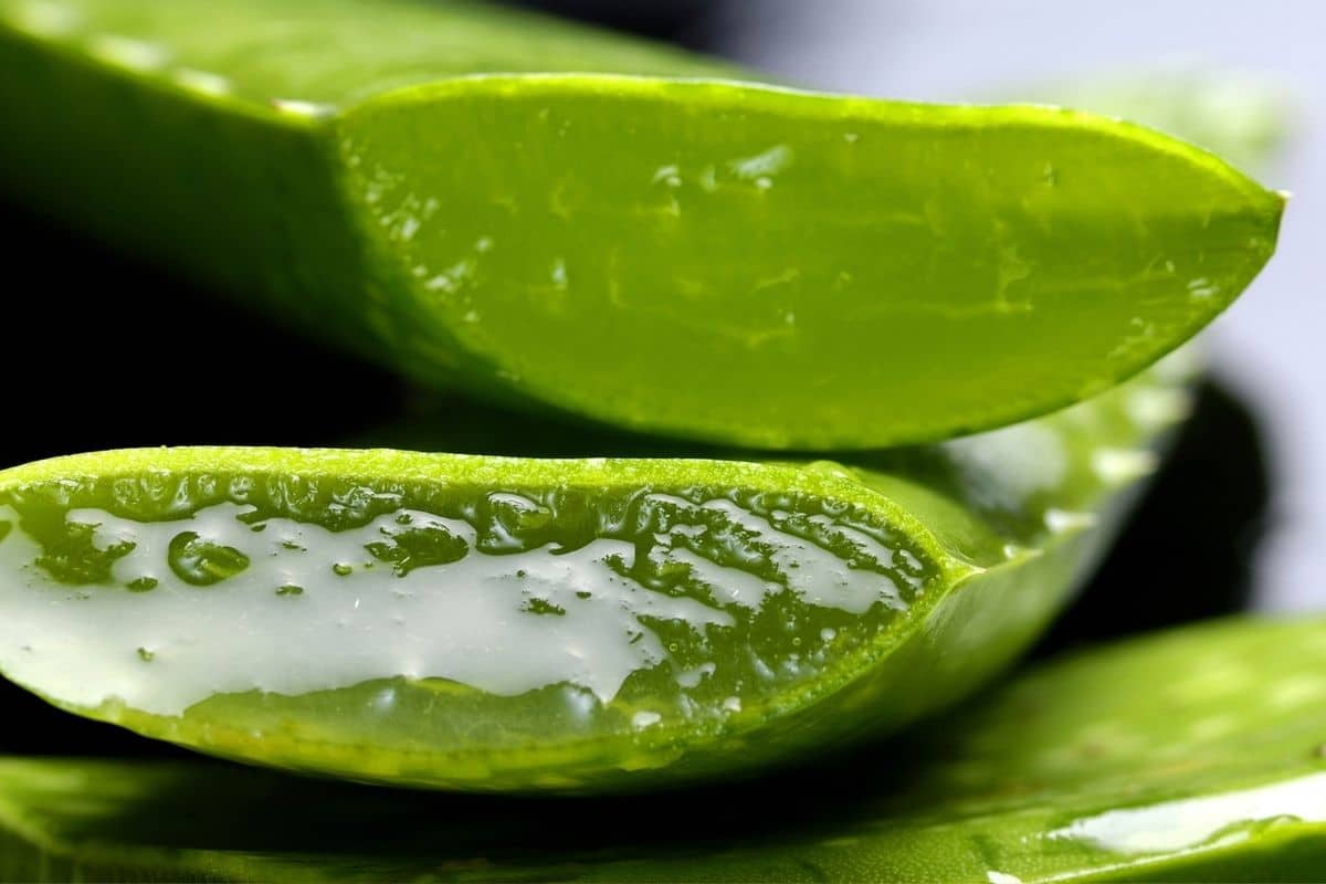 Aprenda a plantar babosa em casa e aproveite todos os benefícios dessa suculenta 2 plantar babosa em pedaços