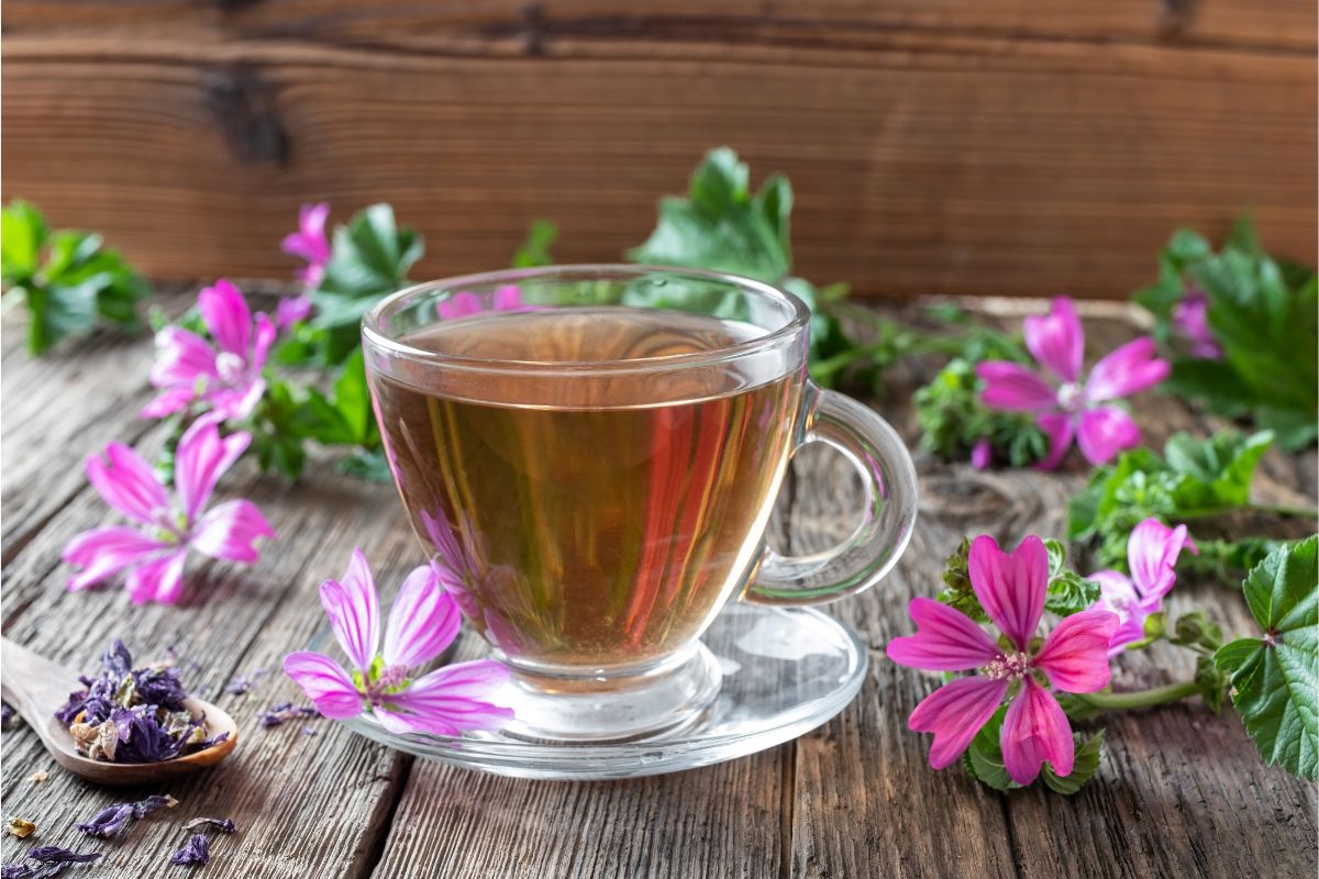 Para que serve a flor de malva? Veja 07 benefícios dessa planta medicinal linda e cheirosa 2 benefícios da malva no chá