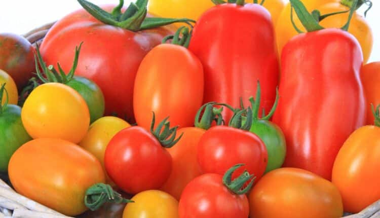 Benefícios do tomate: 15 vantagens para inserir na sua dieta (com receitas saudáveis) 2 benefícios do tomate