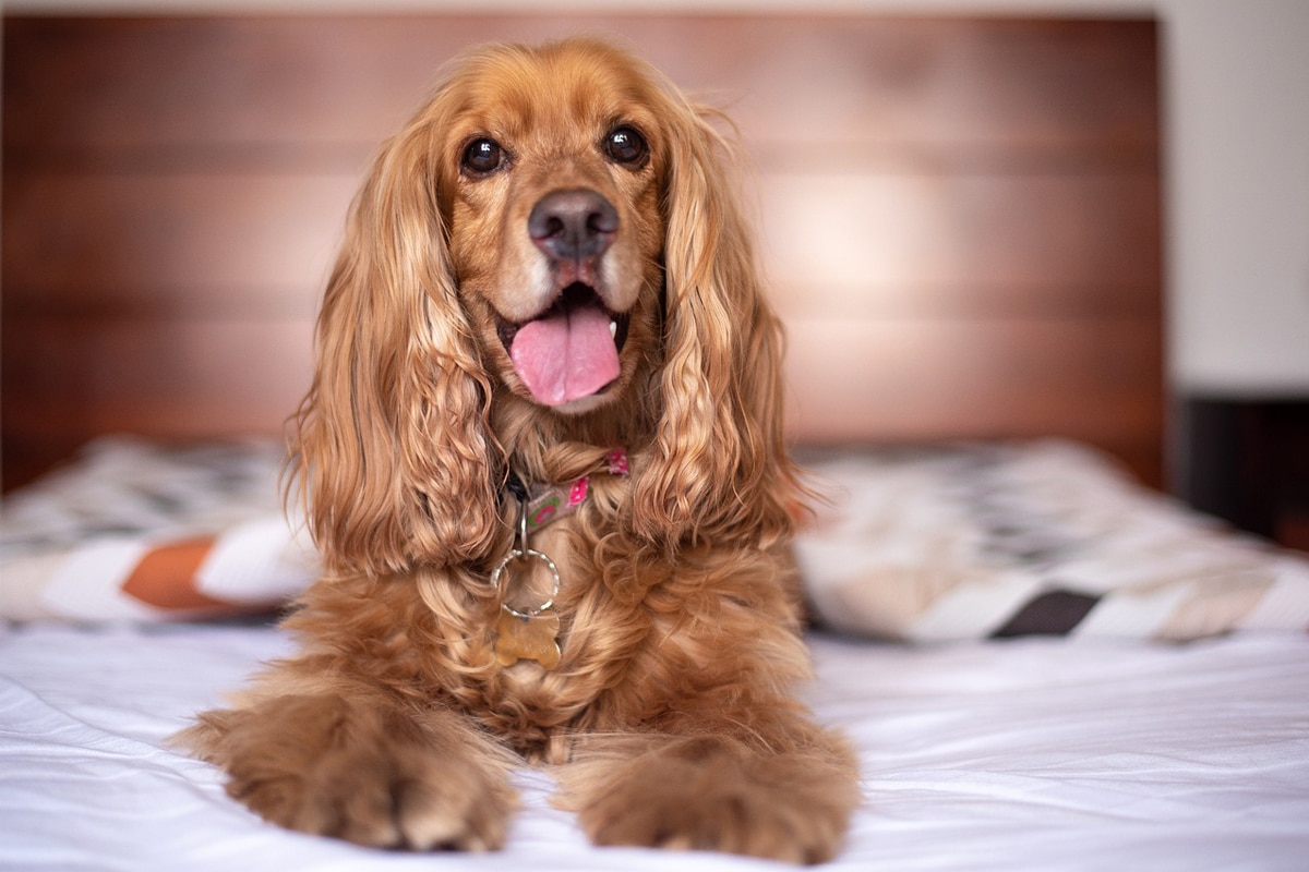Cachorro dormir na cama é seguro? Veja como evitar problemas 1 Cachorro dormir na cama é seguro? Veja como evitar problemas