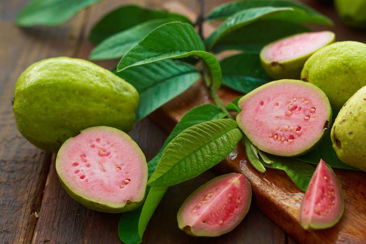Como cultivar uma goiabeira em casa e aproveitar todos os benefícios da planta 1 goiabeira