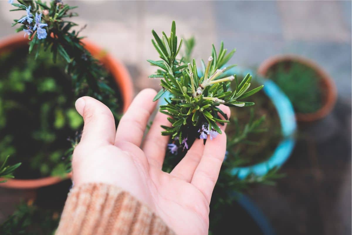 Veja como é fácil cultivar alecrim em casa e aproveite os benefícios em sua saúde 1 cultivar alecrim no vaso