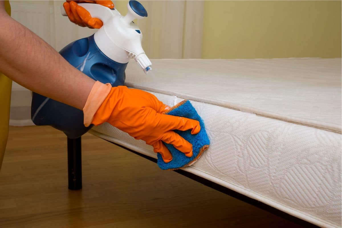 Como eliminar ácaros de colchões e travesseiros? Resolva fácil com produto caseiro 1 eliminar ácaros do colchão