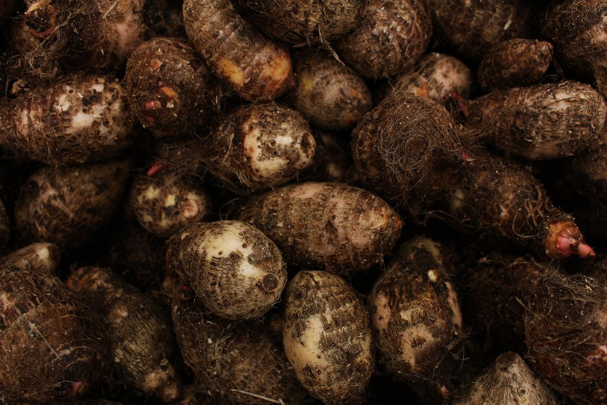 O Inhame é um superalimento que se pode cultivar em casa; descubra 2 inhame