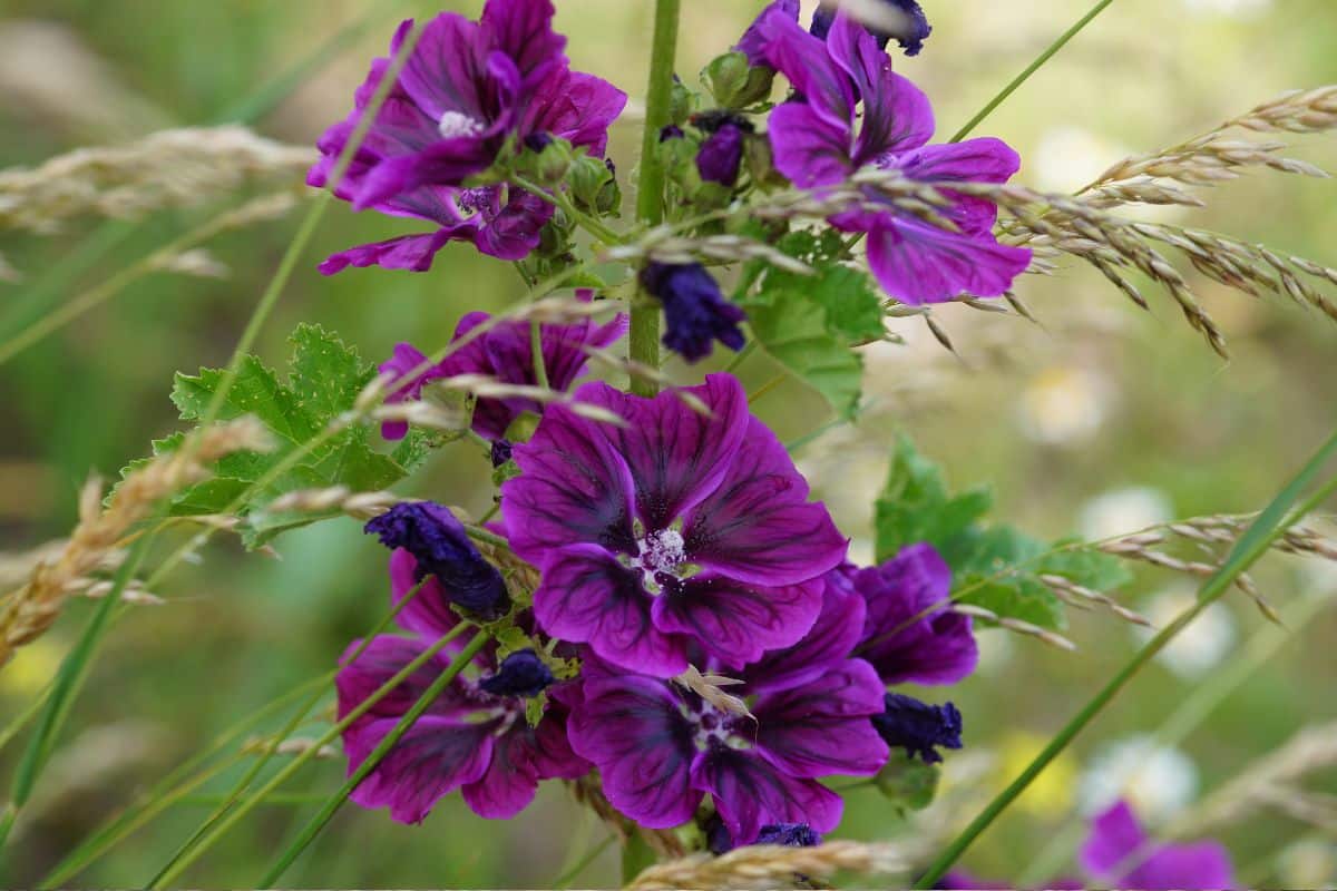 Para que serve a flor de malva? Veja 07 benefícios dessa planta medicinal linda e cheirosa 1 benefícios da flor de malvamalva