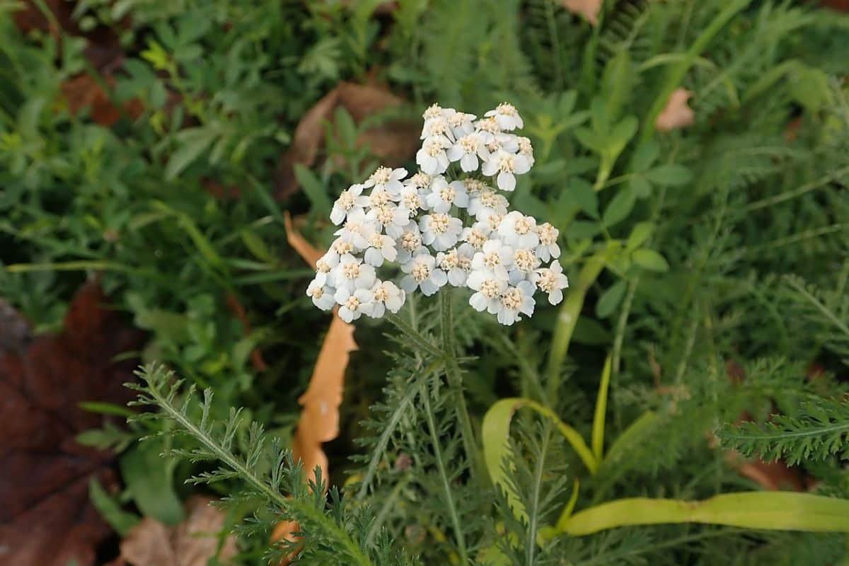 Saiba como cultivar a mil-em-ramas; planta que oferece inúmeros benefícios à saúde 2 mil-em-ramas
