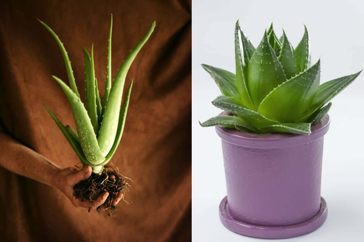 Aprenda a plantar babosa em casa e aproveite todos os benefícios dessa suculenta 1 plantar babosa no vaso
