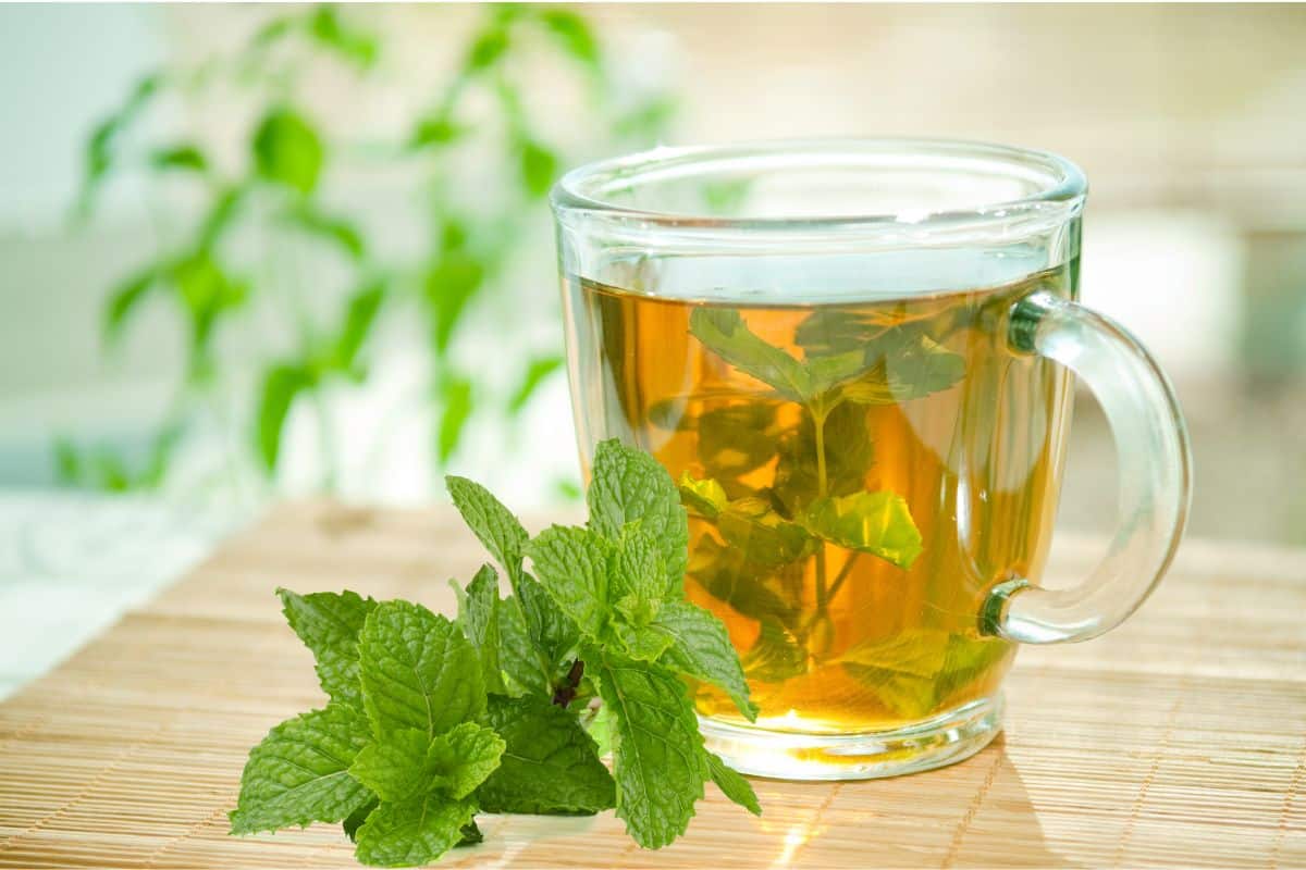Plantar hortelã é mais fácil do que você imagina; saiba todas vantagens e benefícios 2 plantar hortelã - xícara de chá