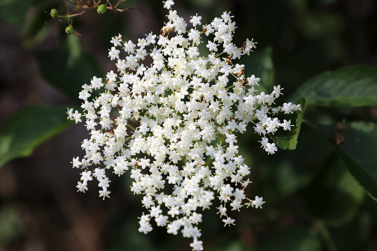 Veja como as lindas flores de sabugueiro podem salvar a sua saúde 1 sabugueiro