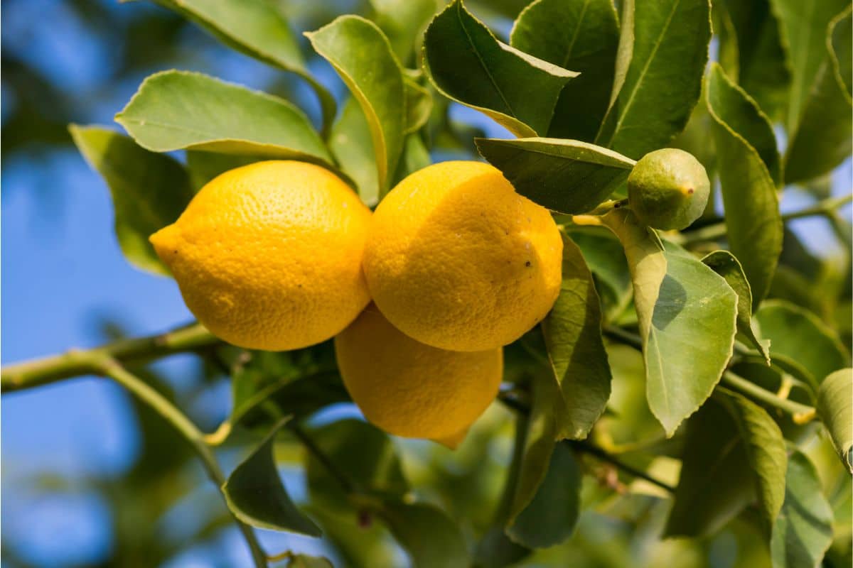 Confira a melhor forma de usar o limão como planta medicinal, ele nunca pode faltar 2 usar o limão