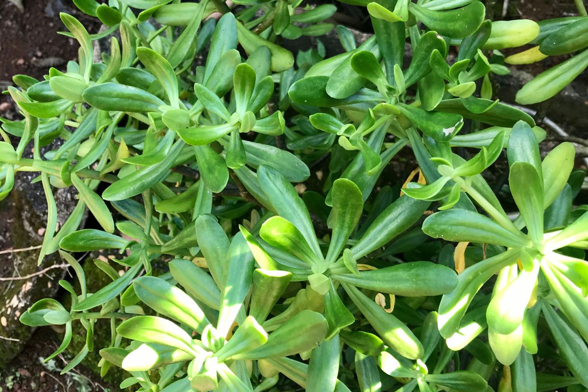Para que serve a planta do Bálsamo: benefícios, como usar e Efeitos Colaterais 1 bálsamo planta medicinal