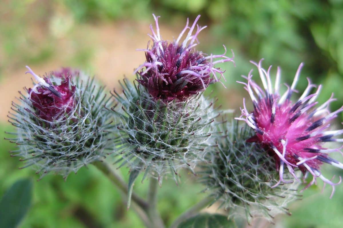 O que é bardana e para que serve? Veja benefícios, como usar e efeitos colaterais 1 flores de bardana