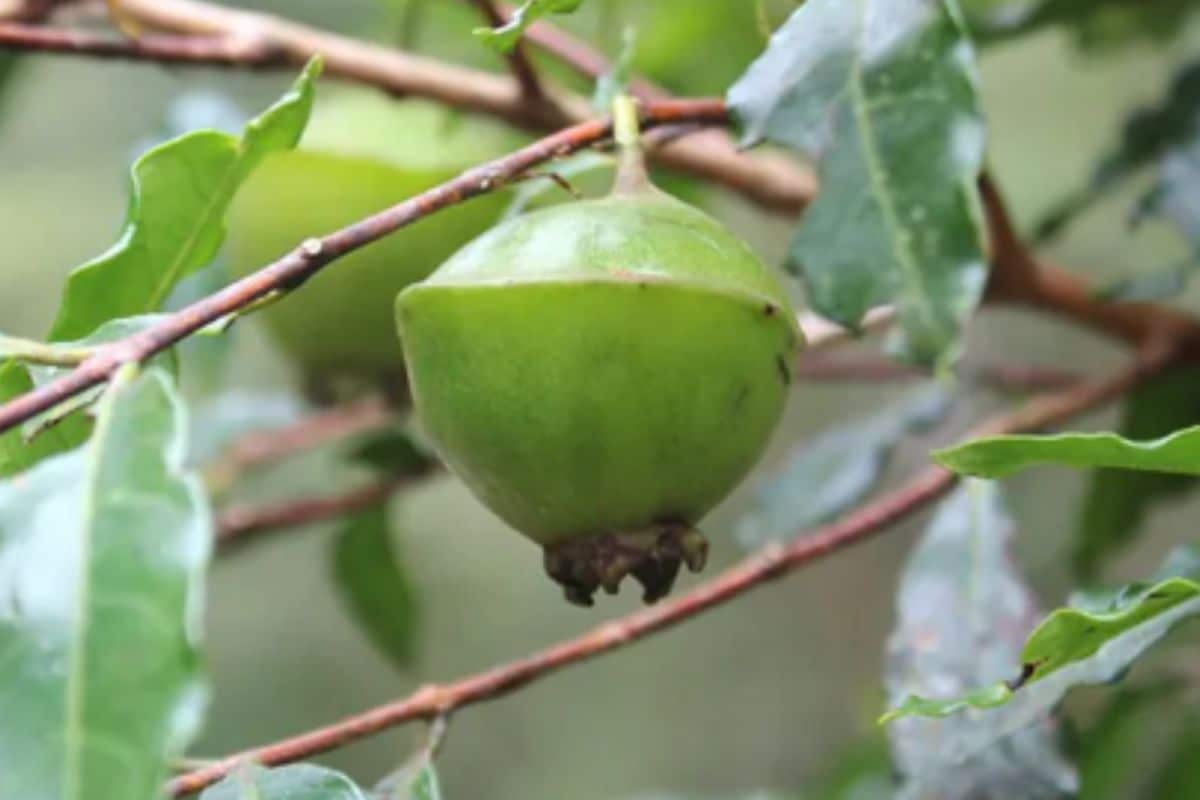Benefícios do Cambuci: 6 motivos para essa fruta não faltar na sua dieta 1 benefícios do cambuci