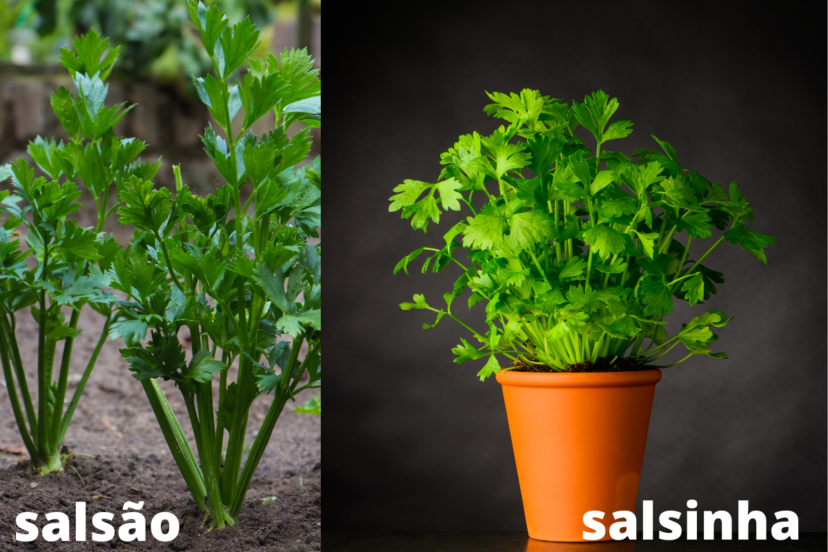 08 incríveis benefícios do salsão para a saúde da família: como usar e diferenciá-lo? 2 benefícios do salsão e diferença da salsinha