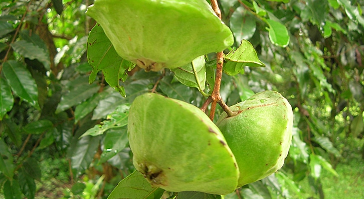 Benefícios do Cambuci: 6 motivos para essa fruta não faltar na sua dieta 2 Benefícios do Cambuci: 6 motivos para essa fruta não faltar na sua dieta