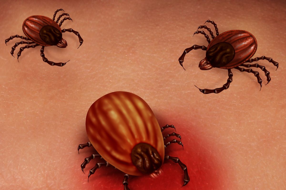 Quais são os sintomas da doença de Lyme, que atinge Justin Bieber? Entenda 2 doença de lyme