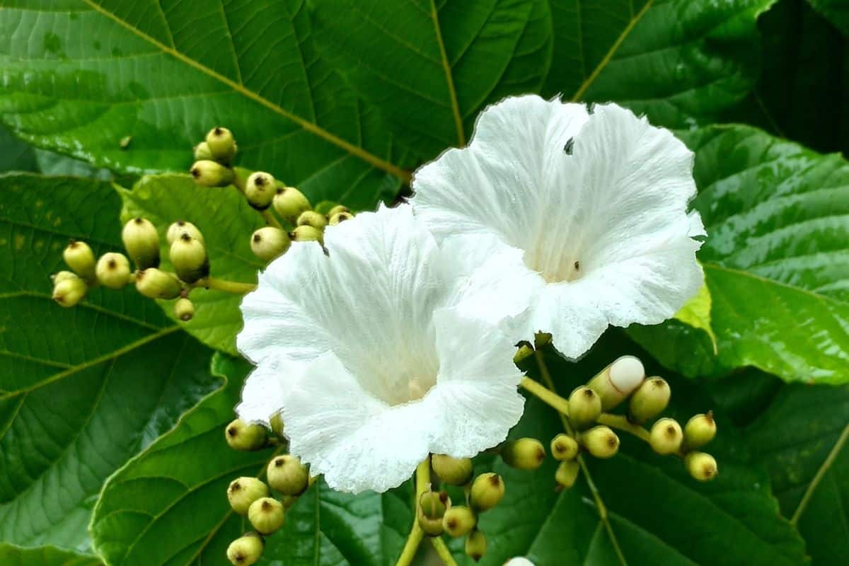 Erva-baleeira: benefícios, como usar e efeitos colaterais da planta medicinal 1 flores e frutos de erva-baleeira
