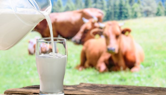 Leite de vaca faz mal à saúde? Veja 5 condições para ficar de olho bem aberto 2 Leite de vaca faz mal à saúde?