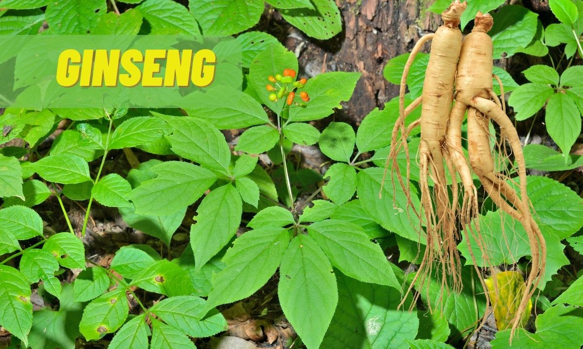 Ginseng: conheça seus benefícios e as melhores combinações 1 Ginseng