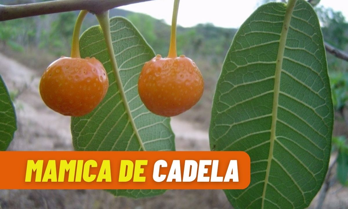Mamica de Cadela auxilia na psoríase e mais; conheça 1 Mamica de cadela.