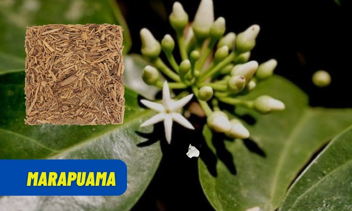 Conheça os benefícios da Marapuama e saiba como consumir corretamente 1 Marapuama.