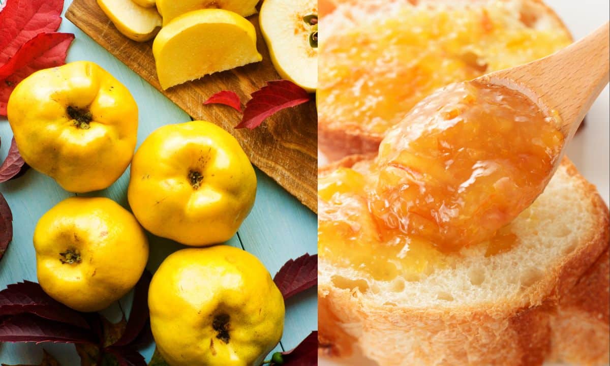 Marmelada é feita de que fruta? Faz bem para saúde? Descubra! 2 Marmelada é feita de que fruta?
