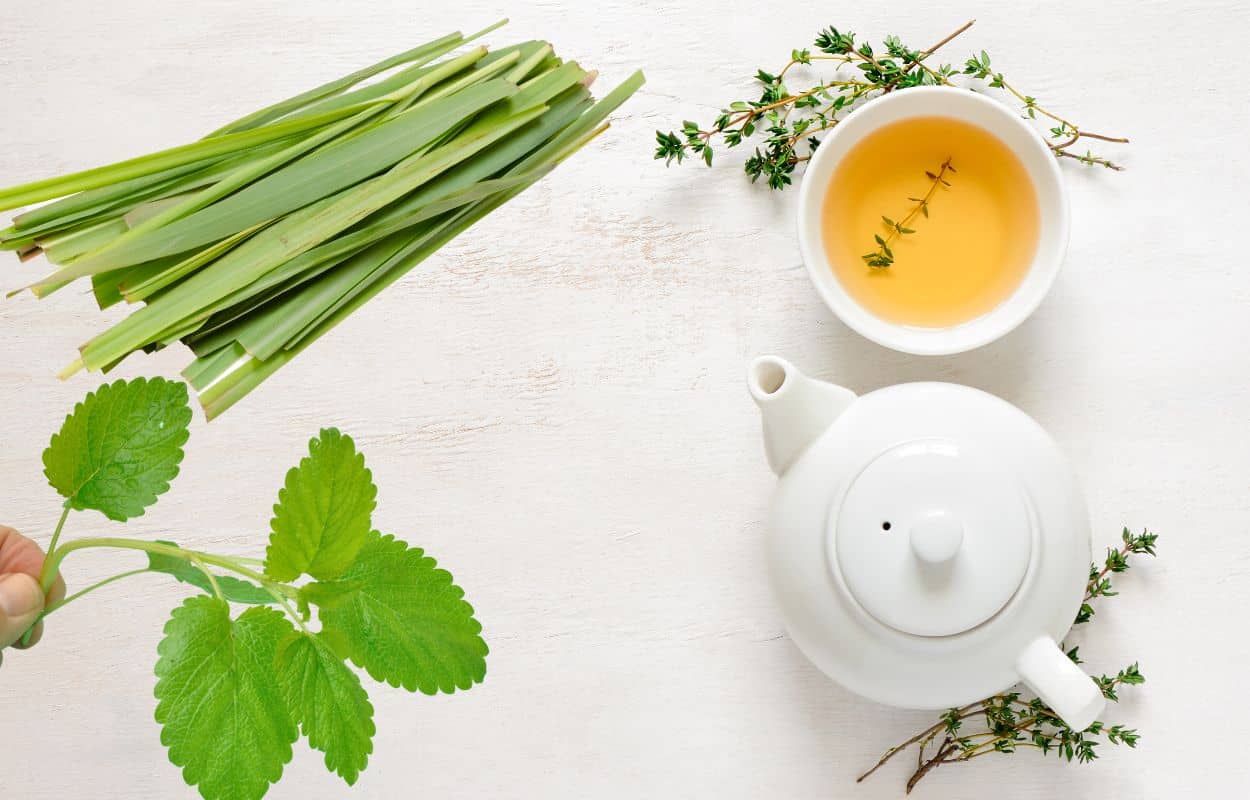 Erva cidreira e capim cidreira: saiba como diferenciar essas ervas medicinais 1 Capim Cidreira e Erva Cidreira