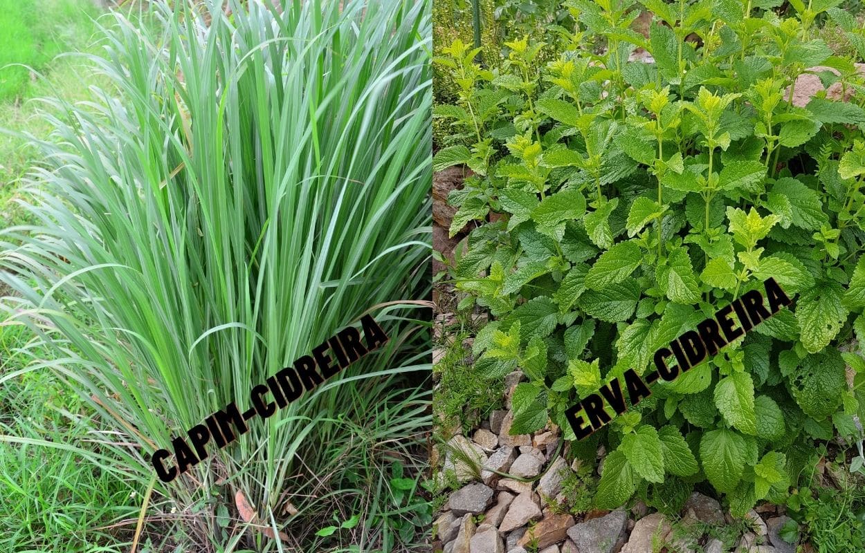 Erva cidreira e capim cidreira: saiba como diferenciar essas ervas medicinais 2 Capim-Cidreira e Erva-Cidreira