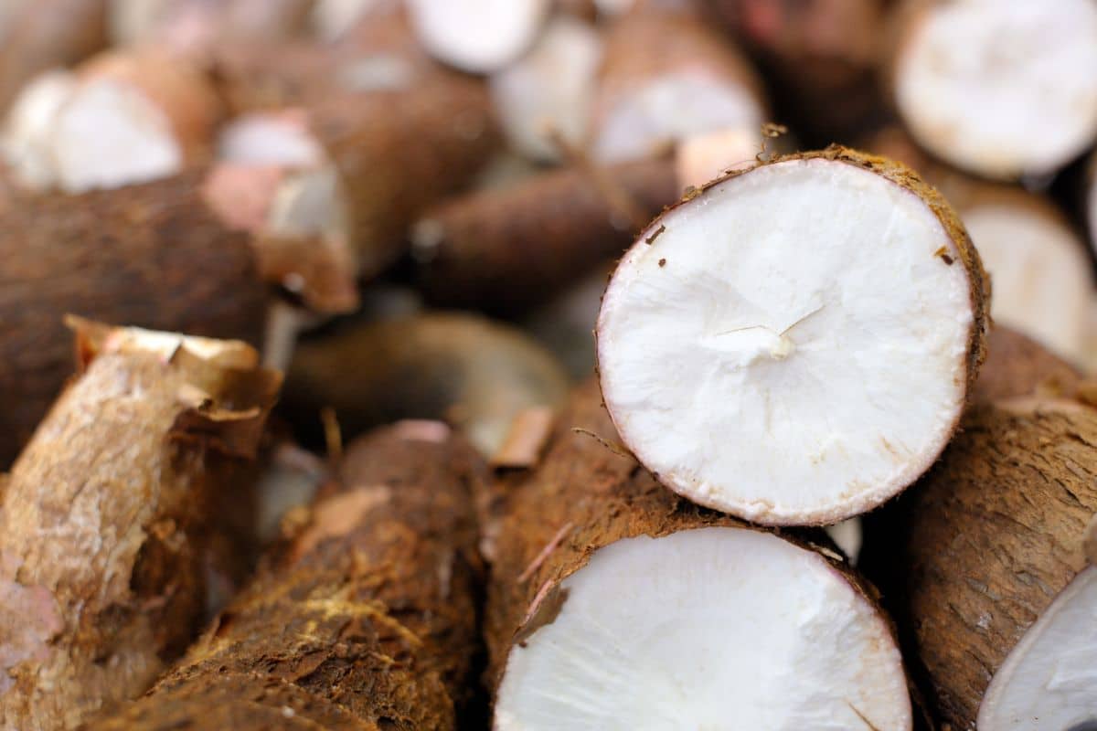 Benefícios da mandioca: tudo que você precisa saber sobre esse super alimento 1 Benefícios da mandioca: tudo que você precisa saber sobre esse super alimento