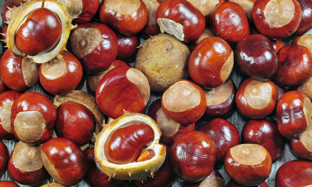 Benefícios das Castanhas Portuguesas: conheça mais e aprenda 2 receitas incríveis 1 Castanhas Portuguesas.