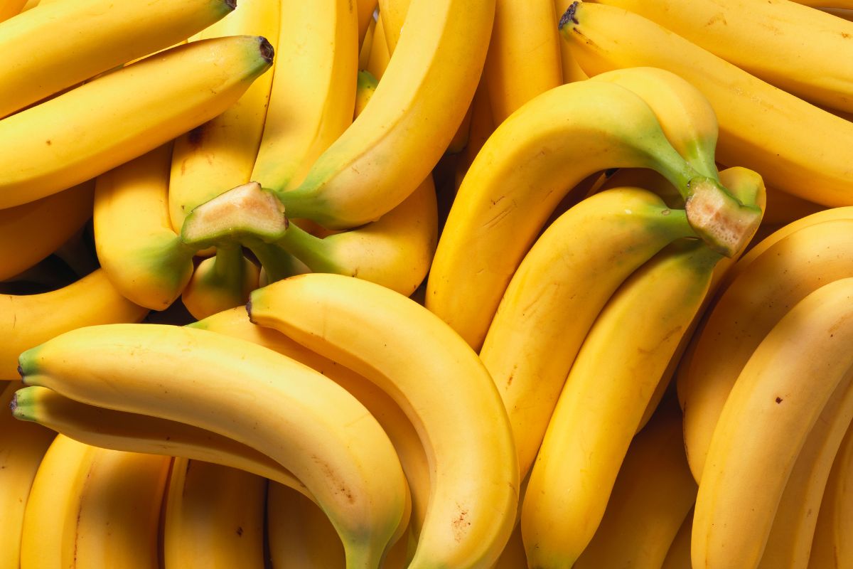 Você gosta de banana? Saiba tudo sobre essa fruta que ninguém nunca te contou até hoje 1 Curiosidades sobre a banana: tudo sobre essa fruta que ninguém nunca te contou
