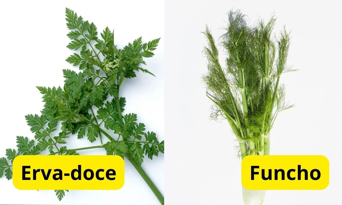 Erva-Doce e Funcho são a mesma coisa? Saiba mais sobre essas plantas 2 Diferenças entre erva-doce e funcho