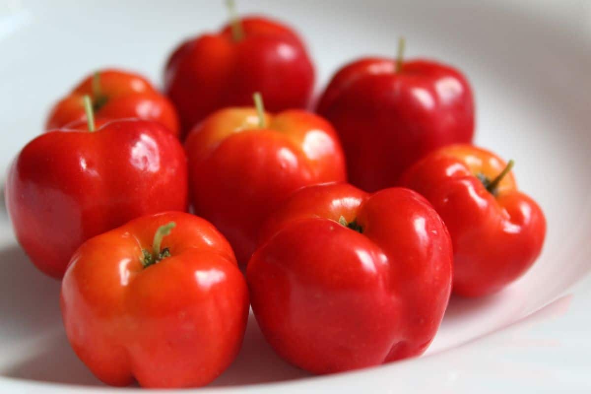 Acerola: Benefícios, Valor Nutricional e tudo mais que você precisa saber sobre a fruta 1 Acerola