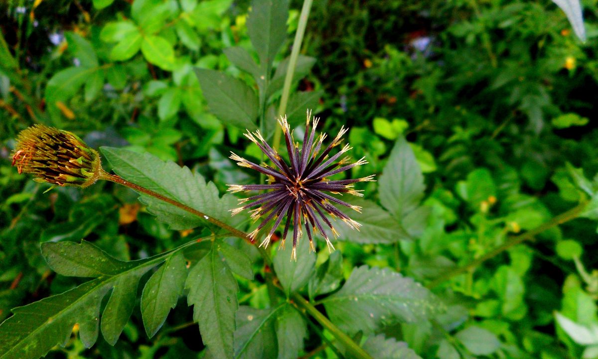 Chá de picão-preto: dê adeus à infecção urinária, reumatismo, hipertensão e muito mais 1 Benefícios do chá de picão-preto.