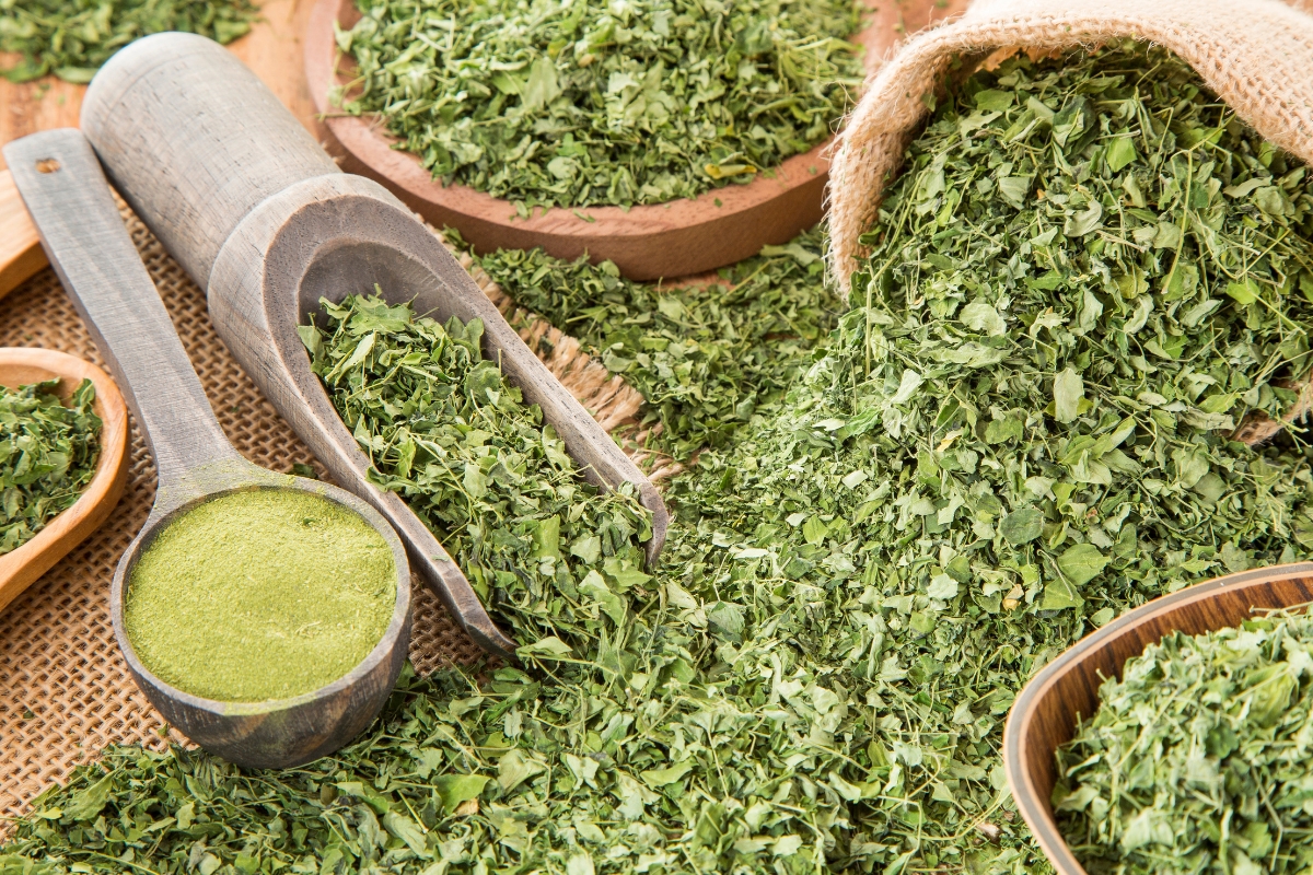 Moringa Oleífera: saiba mais sobre os benefícios dessa planta para a sua saúde 1 Moringa Oleífera: saiba mais sobre os benefícios dessa planta para a sua saúde; médico indica