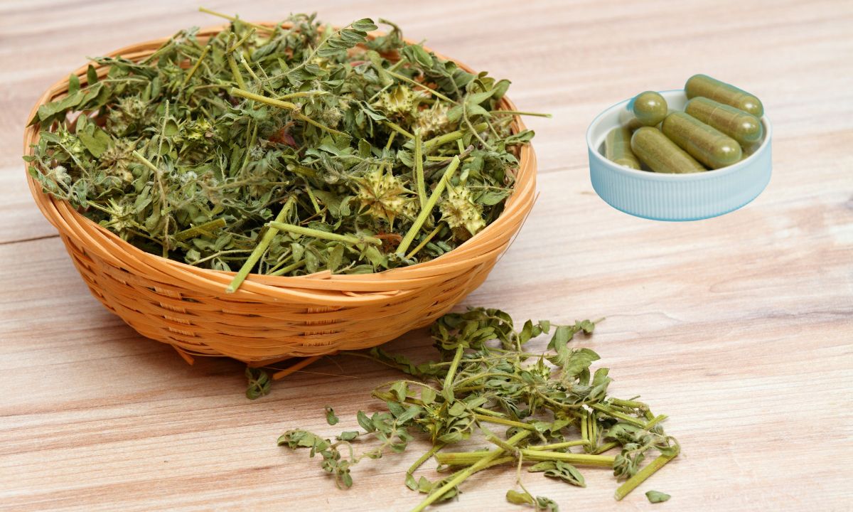 Tribulus terrestris alivia sintomas da menopausa; conheça mais benefícios e como usar 1 Tribulus terrestris.