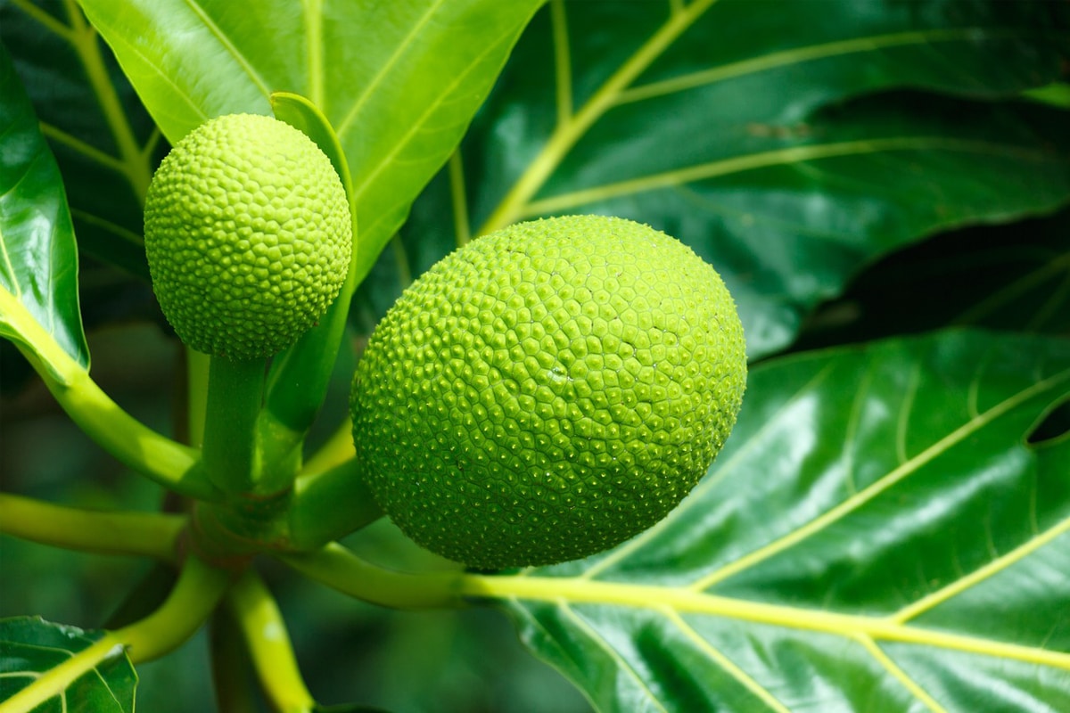 Benefícios da fruta-pão: veja como consumir de forma segura e saudável 1 Benefícios da fruta-pão; veja como consumir de forma segura e saudável