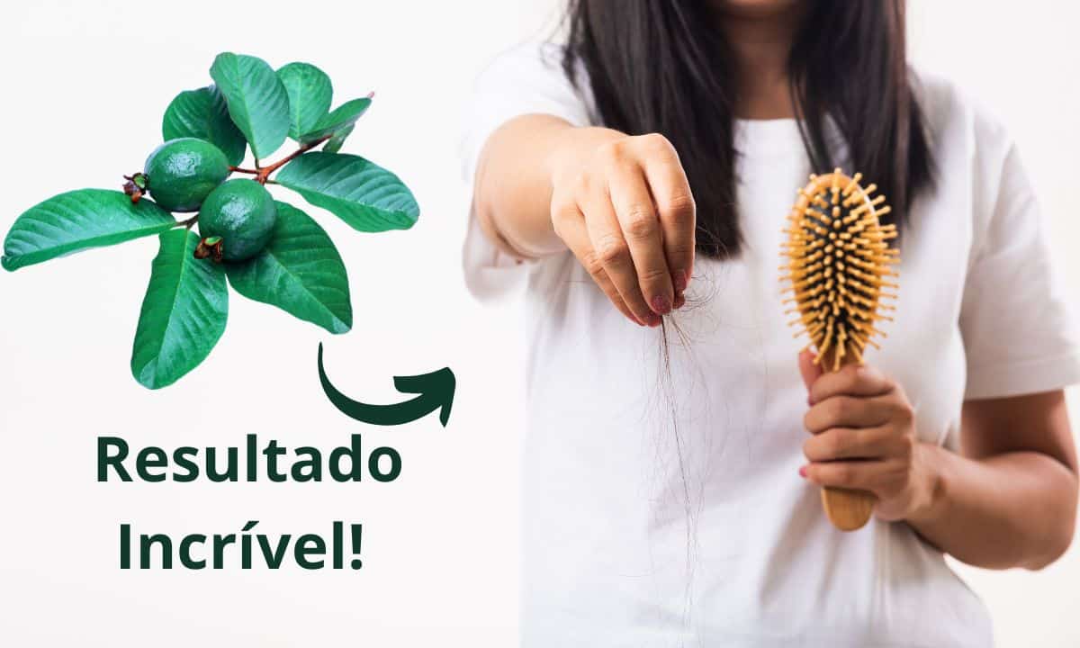 Está sofrendo com queda de cabelo? Chá da folha de goiabeira pode te ajudar 1 Folha de goiabeira para queda de cabelo.