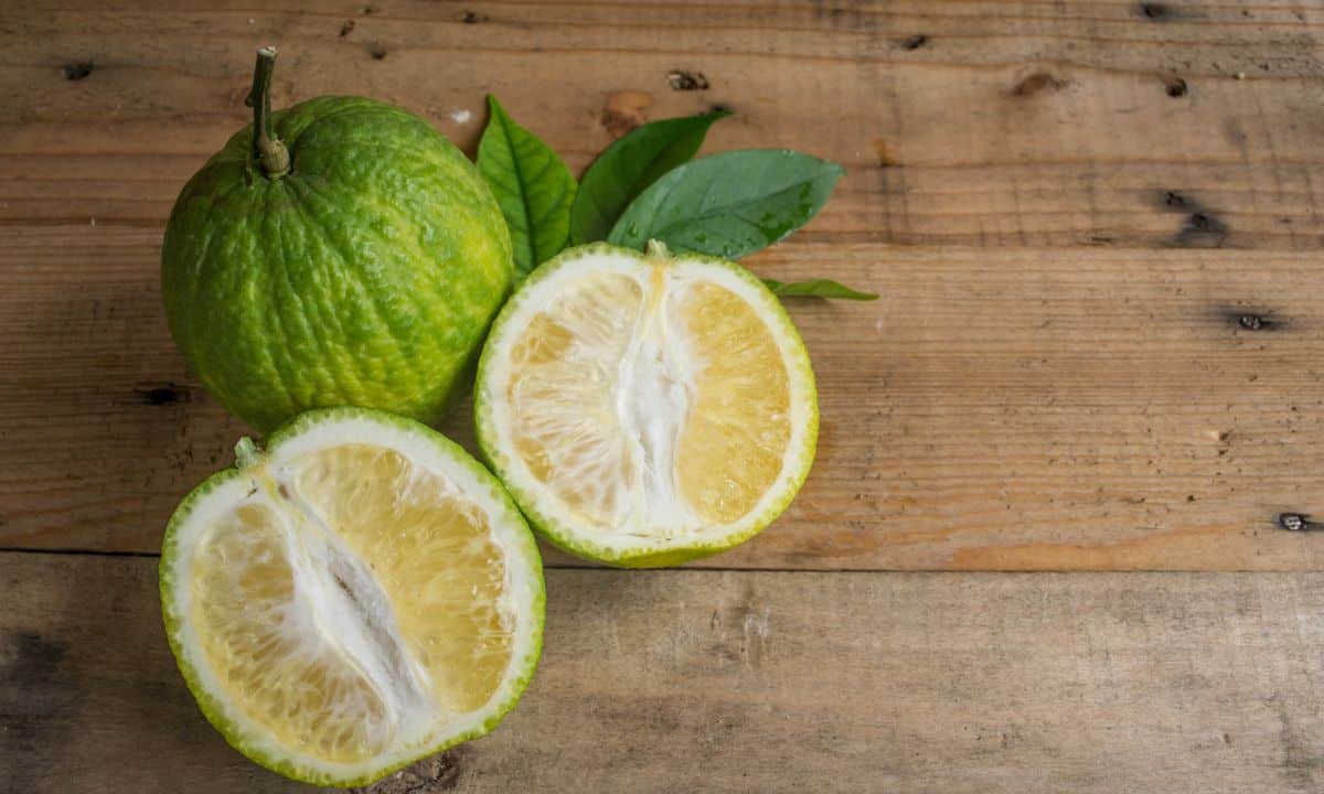 Limão Imperial: aprenda mais sobre essa fruta que pode enganar muita gente 2 Limão Imperial.