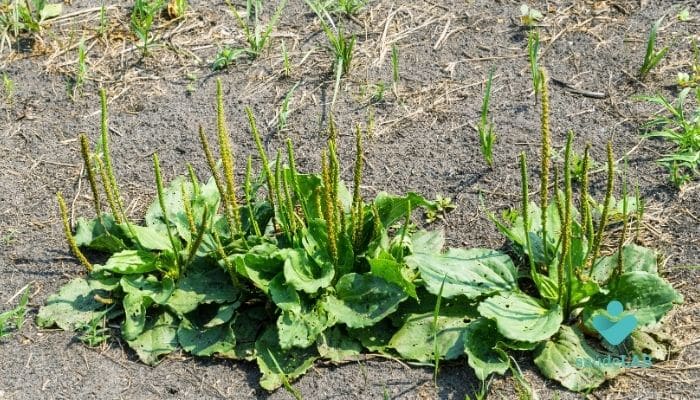 Chá de Tanchagem: conheça seus benefícios e saiba como usar 2 Chá de Tanchagem.