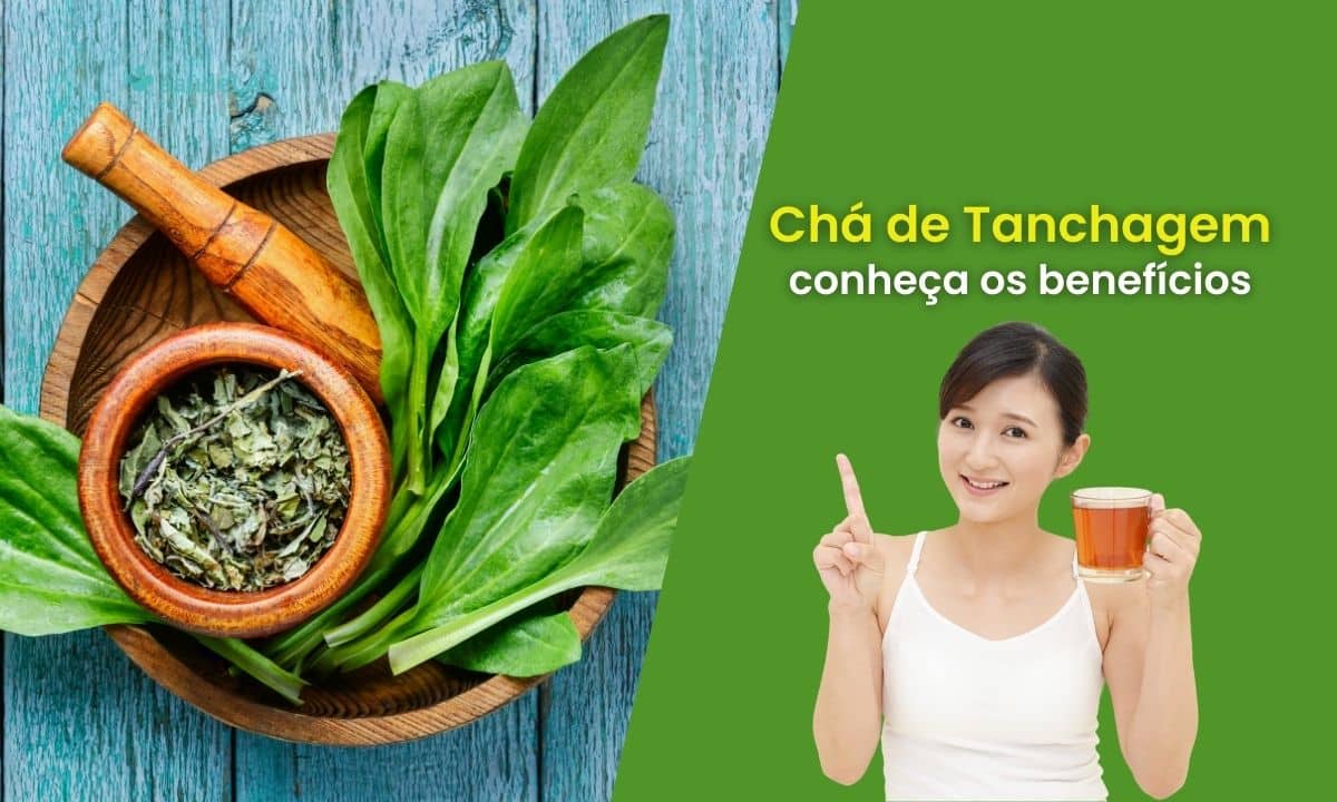 Chá de Tanchagem: conheça seus benefícios e saiba como usar 1 Chá de Tanchagem.
