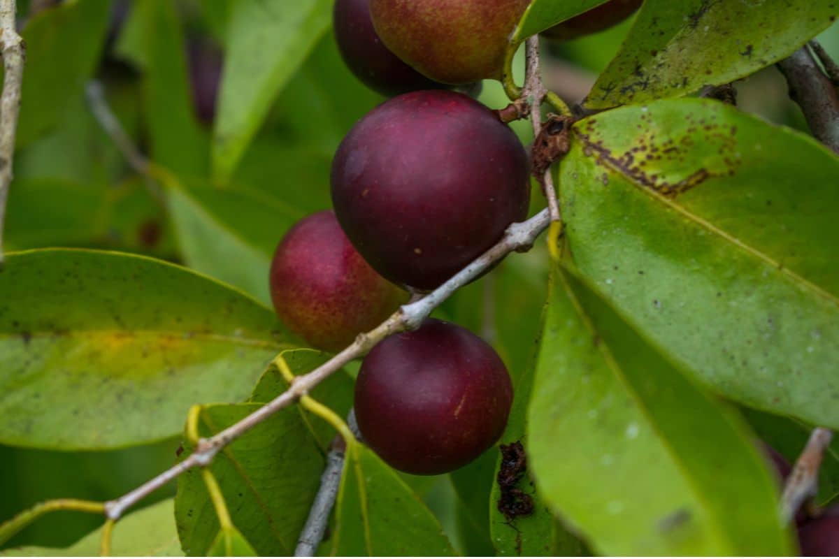 Camu-camu pra que serve? Conheça os benefícios dessa fruta exótica 2 Camu-camu para que serve.