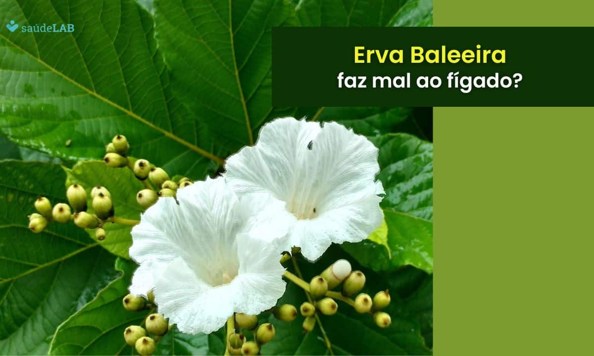 Erva baleeira faz mal para o fígado? Conheça os seus principais efeitos 1 erva baleeira faz mal para o fígado.